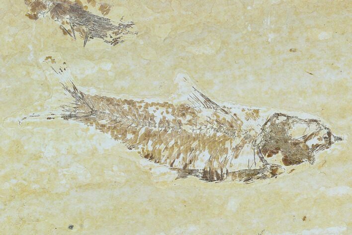 Bargain, Detailed Fossil Fish (Knightia) - Wyoming #120425